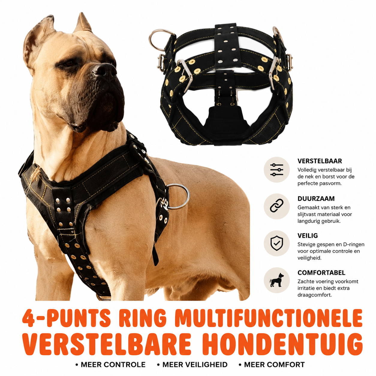  Hond met PawLuxe no-pull tuigje tijdens een wandeling